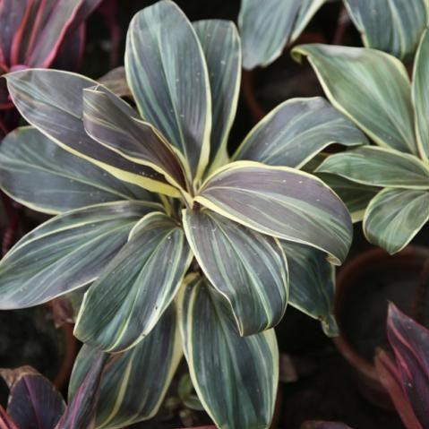 Chocolate Hybrid Cordyline & Dracena Plant for Sale