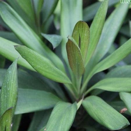 Stunning Green Dracaena Cordyline Glauca Plant for Sale