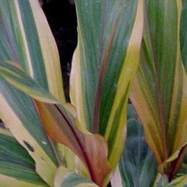 Bring a Pop of Color to Your Garden with the Stunning Cordyline My Darling Plant
