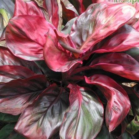 Buy the Stunning Cordyline Red Ruby - Add a Pop of Red to Your Garden Today!
