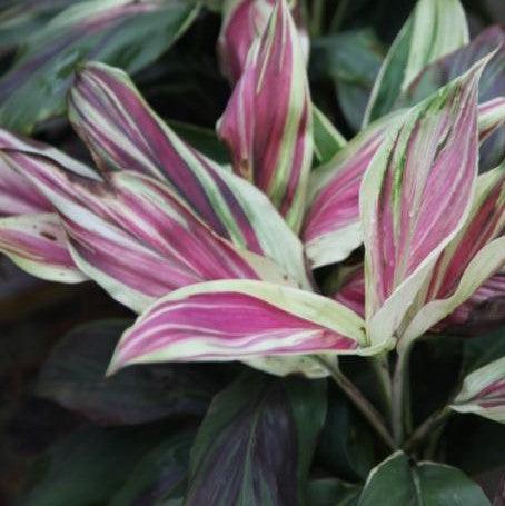 Striking Pink Cordyline Terminalis Amabilis (Dracaena) Plant for Sale
