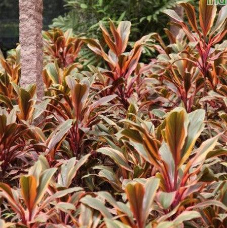 Striking Rainbow Foliage | Brighten up Your Space with Cordyline Terminalis Rainbow and Dracaena Rainbow Plant
