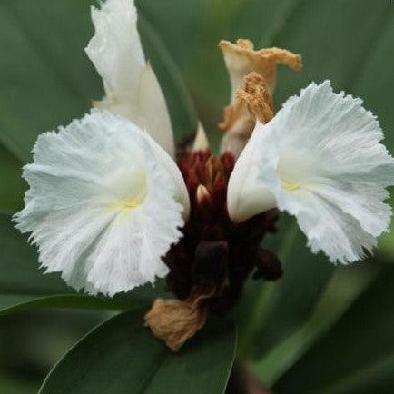 Buy Rare and Exotic Costus Speciosus Crepe Ginger Plant