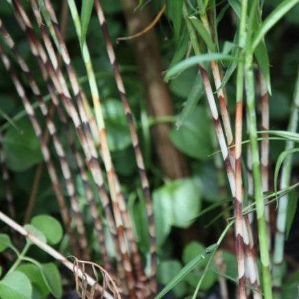 Buy Rare and Beautiful Bamboo Costus - Stunning Cane Costus Plant for Sale!