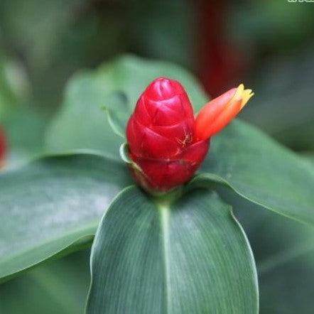 Experience the Beauty of Costus Woodsonii - Broad Leaved Ginger Plant for Sale