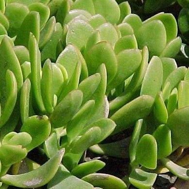 Buy Beautiful Crassula Arborescens | The Silver Dollar Plant, Silver Jade, Money Tree, and Stone Crop