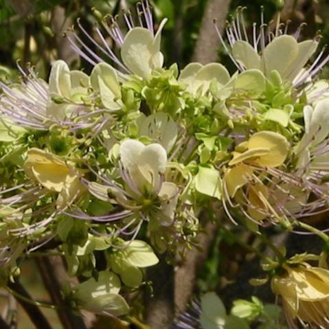 Get Your Hands on the Sacred & Nutritious | Crataeva religiosa, C. nurvala, Bengal Quince, Caper Tree & Sacred Garlic Pear Plants