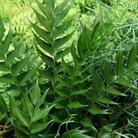 Bring Nature to Your Home with the Majestic Crytomium Fulcatum Japanese Holly Fern