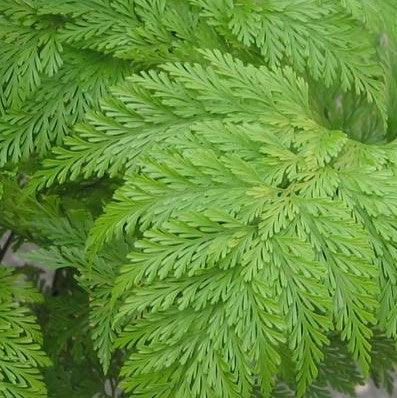 Grow Your Own Jungle: Shop the Large Davallia Griffithiana Rabbit Foot Fern Plant