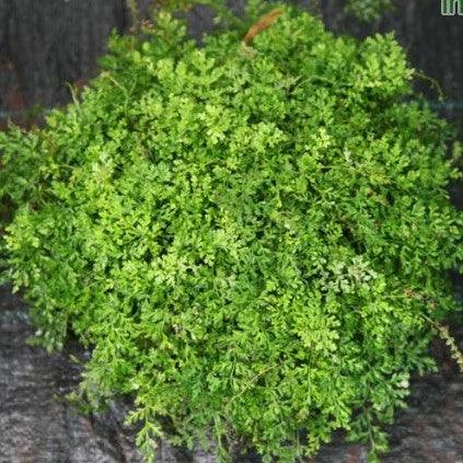 Buy Dwarf Davallia - The Mini Plant Perfect for Small Spaces