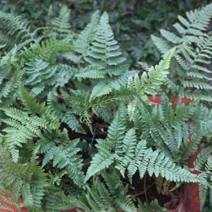 Buy the Adorable Small Rabbit Foot Fern Plant (Davallia trichomanoides)