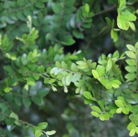Exotic Diospyros Bauxifolia & Microphylla Plants for Sale - Add Unique Beauty to Your Garden