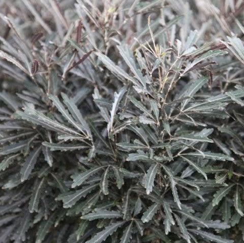 Buy Dizygotheca Elegantissima Castor Tree - Add Elegance to Your Home with a Touch of Nature