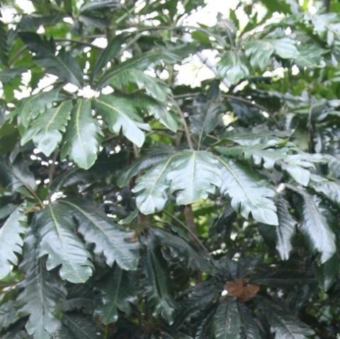 Experience the Beauty of Dizygotheca Kerchoveana - Shop Now for Your Own Tree!