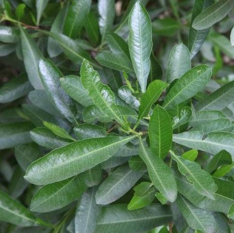 Buy Hopseed Bush (Dodonaea viscosa) - The Versatile and Hardy Hop Bush Tree