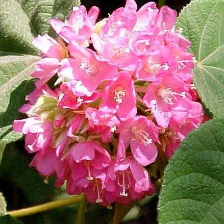 Stunning Dombeya Pink Tree (Dombeya wallichii) - Buy Now and Add a Pop of Color to Your Garden!