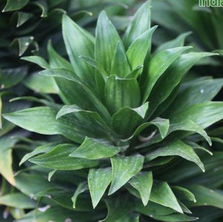 Compact Green Dracaena Compacta - Dwarf Bouquet Plant for Sale