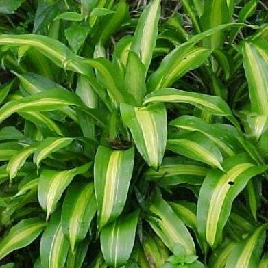 Buy Beautiful Dracaena Fragrans Messengeana (Cornstalk Plant) - Perfect for Any Room in Your Home!