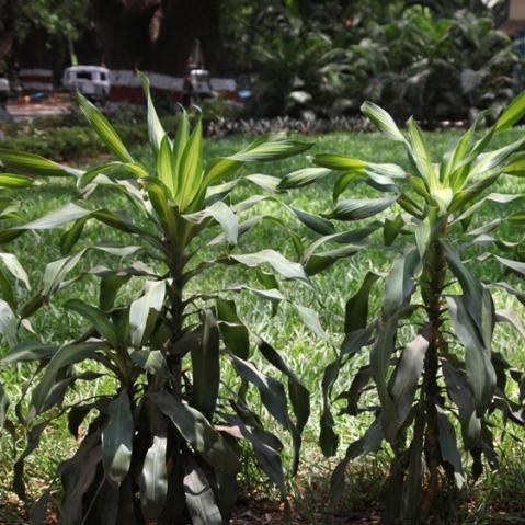 Stunning Dracaena Fragrans (Green) Corn Plant for Sale - Sprouting Cane Perfect for Your Home or Office