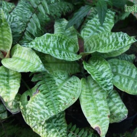 Introducing the Majestic Queen of Dracaenas - Dracaena Goldieana Plant for Sale