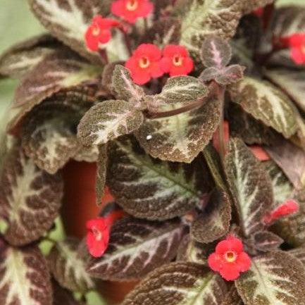 Episcia lilacina,Episcia Brown, Costa Rica, Blue Flowered Teddy-bear