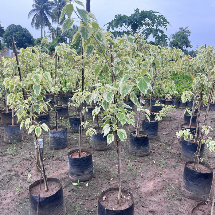 Beautiful Variegated Ficus religiosa Bodhi Tree Plant - Buy Now!