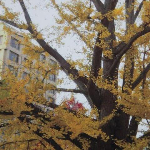 Buy Fresh Ginkgo Biloba (Maidenhair Tree) Seeds - Boost Your Brain and Health Today!