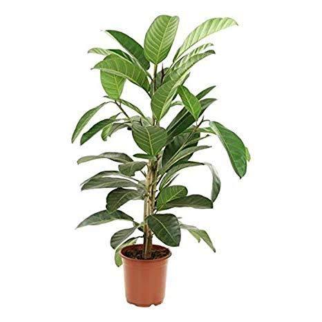 Bring Nature's Beauty to Your Home with the Goolar Umber Plant
