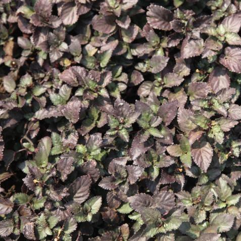 Striking Hemigraphis Colorata Exotica (Purple Waffle Plant) for Sale