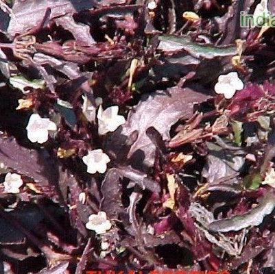 Buy Narrow Leaf Hemigraphis (Hemigraphis Repanda, Ruellia Repanda, Epigraphis) - Stunning Tropical Plant for Sale