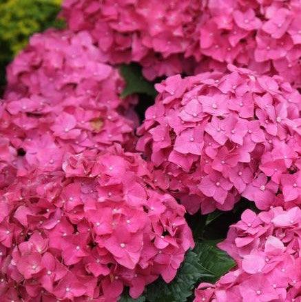 Buy Hydrangea Macrophylla Hybrids: Shop Our Selection of Hybrid Plants Online