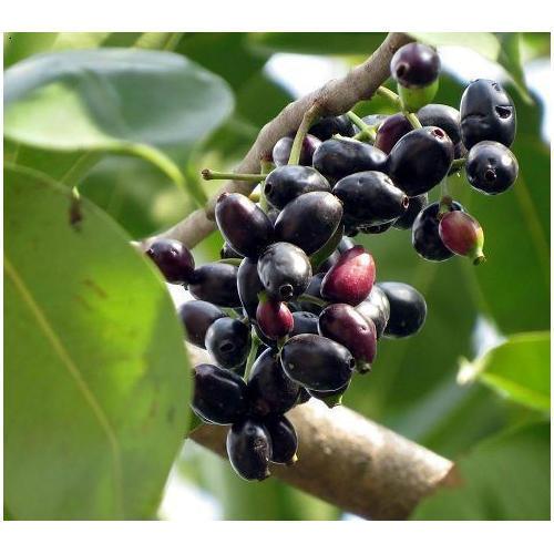 Grow Your Own Delicious Fruit | Java Plum (Jamun) Tree - Syzygium cumini Plant for Sale