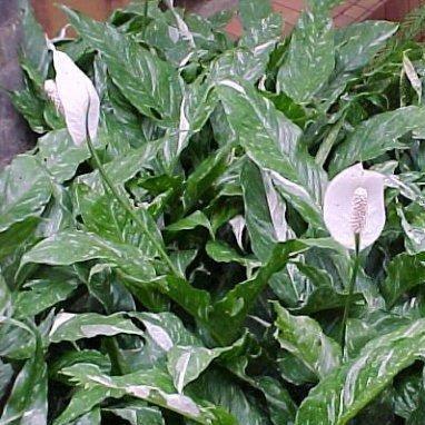 Kadiyam Nursery Plant Varieties | Buy Variegated Peace Lily