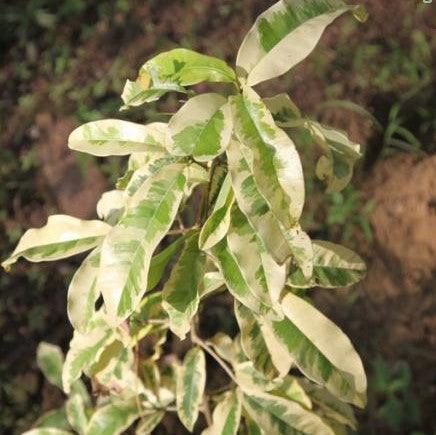 Strikingly Beautiful Variegated Ceylon Iron Wood Tree - Manilkara hexandra variegata for Sale