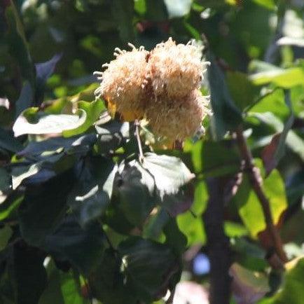 Exotic Trees for Sale | Maniltoa browneoides, M. gemmipara, White Handkerchief Tree, Dove Tree, Ghost Tree