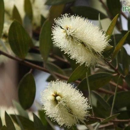 Stunning White Bottle Brush Tree - Melaleuca Quinquenervia for Sale