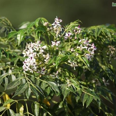 Buy Rare and Exotic Melia Azedarach, M. Dubia, M. Azedarach Var. Japonica, and M. Toosendan Trees Online