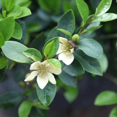 Buy Michelia figo Banana Shrub Tree: The Perfect Addition to Your Garden!