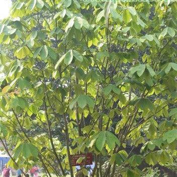 Buy Fresh Kaim Plant (Mitragyna parvifolia) - Experience the Healing Benefits Today!