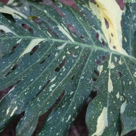 Bring Home the Beauty of Variegated Monstera Deliciosa | Shop Now