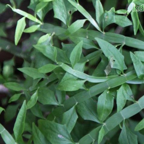 Buy Muehlenbeckia Platyclada & Coccoloba Platyclada | A Beautiful & Hardy Evergreen Plant