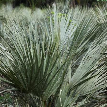 Stunning Nannarophs Ritchiana Mazari Palm Tree - Add Exotic Beauty to Your Landscape Today!