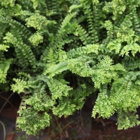 Beautiful Nephrolepis Acuminata Crestata & Petticoat Ferns for Sale