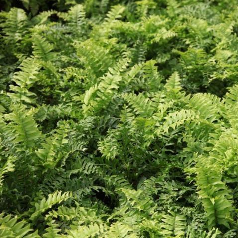Bring Home the Radiant Beauty of Golden Fish Tail Fern - Nephrolepis biserrata aurea