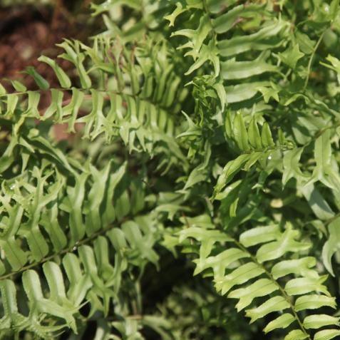 Buy Beautiful Fish Tail Fern (Nephrolepis biserrata) for Your Home
