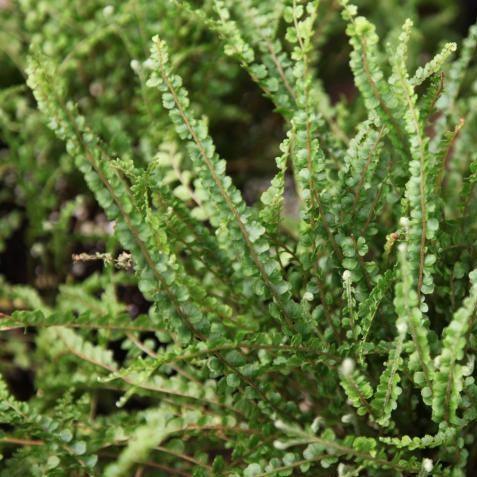 Buy the Beautiful Nephrolepis Cordifolia (Button Fern) - Add a Touch of Elegance to Your Home with This Small Leaf Fern Plant!