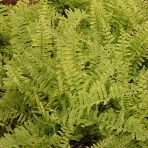 Gorgeous Gold-Tinted Dentate Fern Plant | Nephrolepis dentata aurea for Sale