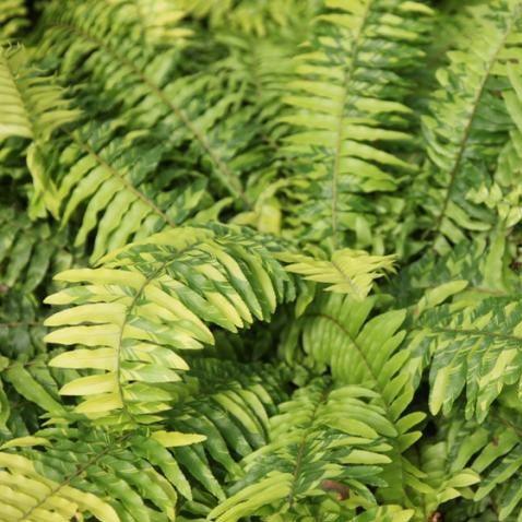 Add a Touch of Gold to Your Space with Nephrolepis Exaltata Aurea Variegata Fern Plant