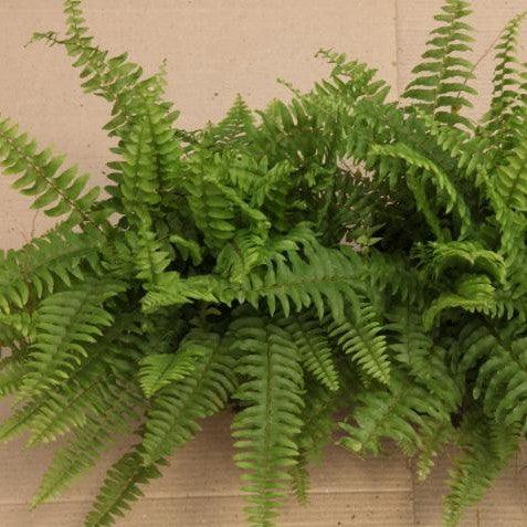 Attractive and Lush Compact Boston Fern (Nephrolepis exaltata bosteniensis compacta) for Sale