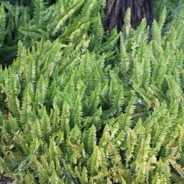 Bring the Beauty of the Jungle to Your Home with Our Boston Fern Plant - Nephrolepis exaltata bosteniensis for Sale